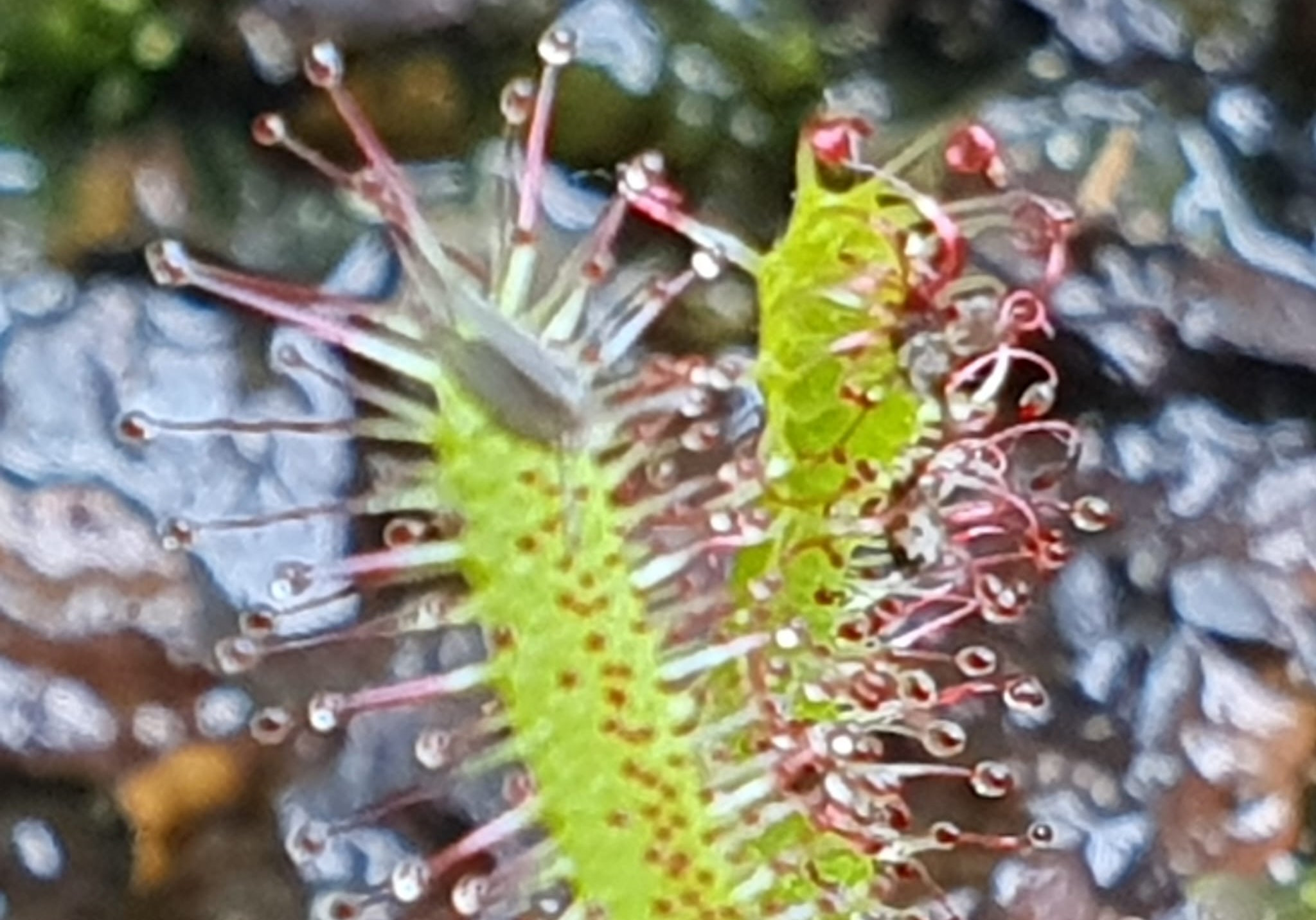 Full image of Close-up showing tentacles of a sundew plant.