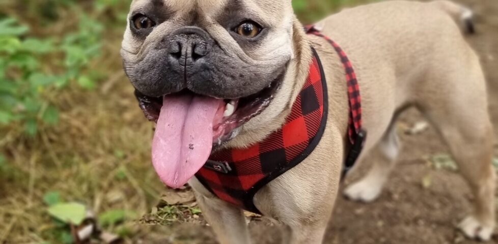A champagne-coloured French Bulldog with a dark face stands on a dirt path in a young forest. She's wearing a red and black tartan harness and her long tongue is lolling out.