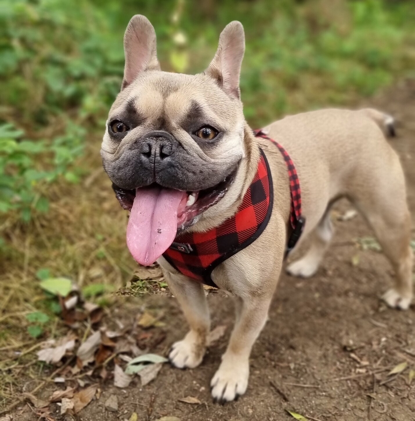 Full image of A champagne-coloured French Bulldog with a dark face stands on a dirt path in a young forest. She's wearing a red and black tartan harness and her long tongue is lolling out. 
