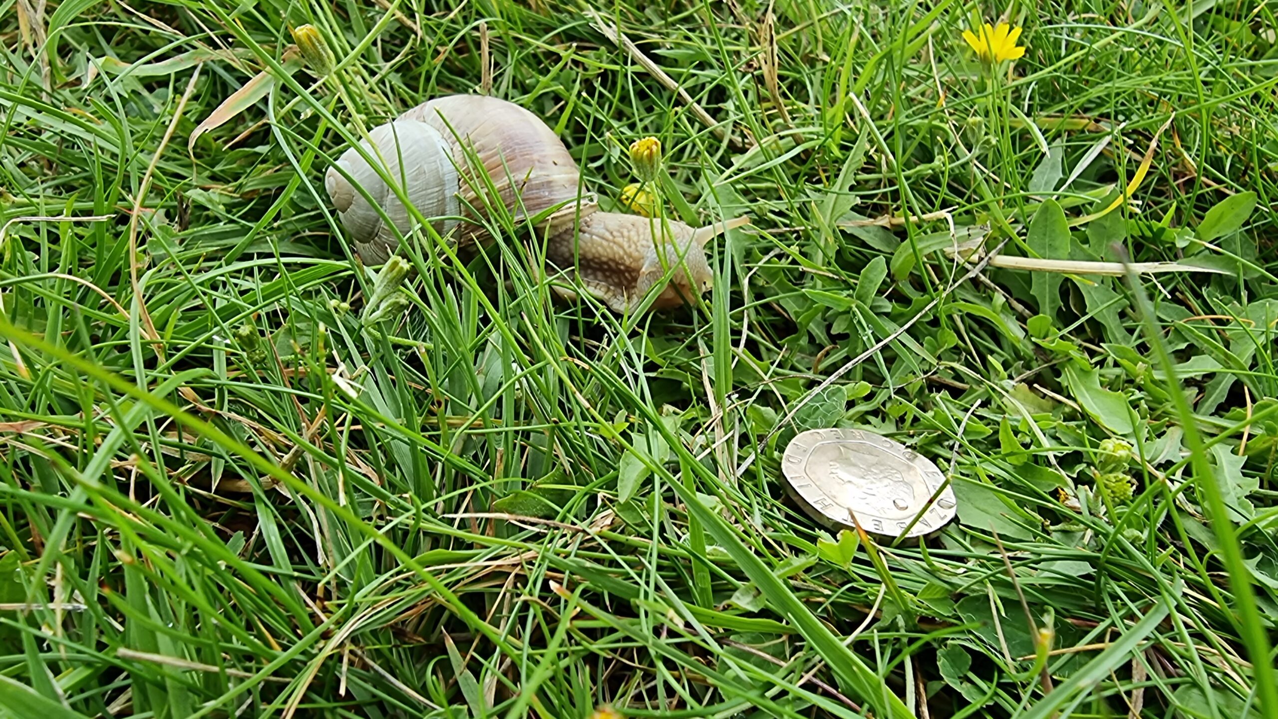 Full image of Large cream-coloured snail in moderately-long grass, alongside a twenty-pence piece (for scale). The snail is around three times as long as the coin is.