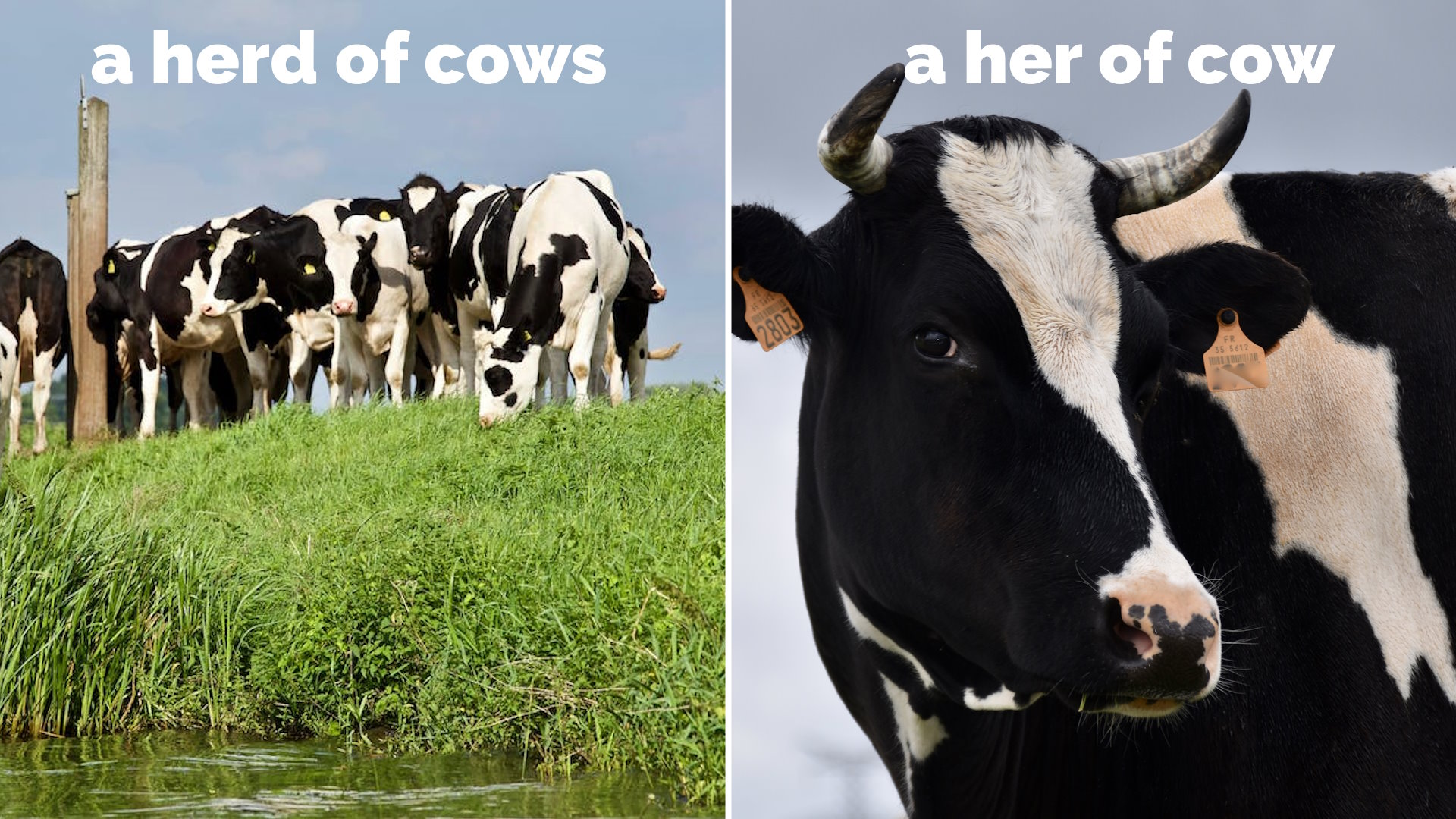 Full image of Captioned photos showing "a HERD of COWS" and "a HER of COW".