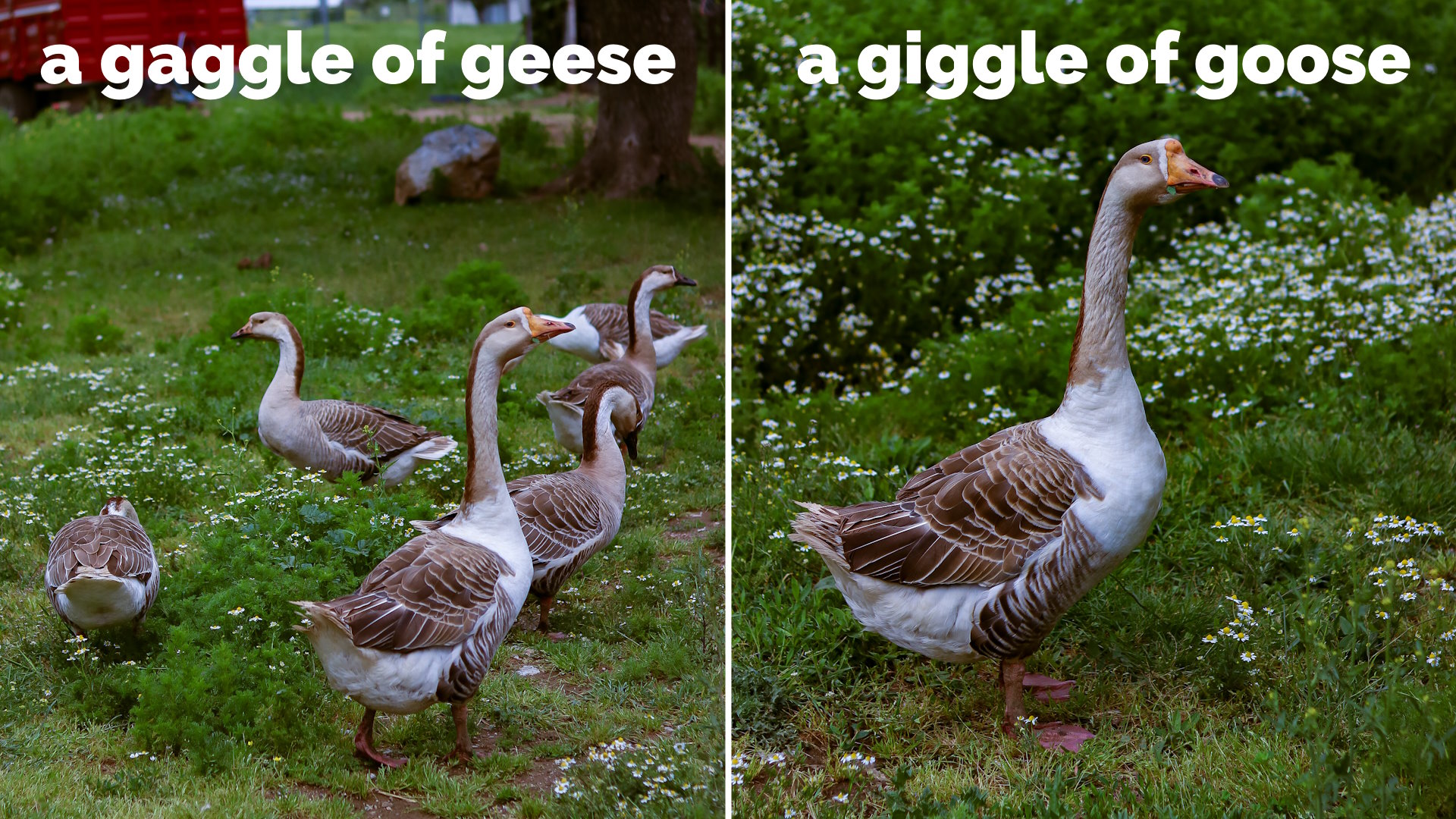 Full image of Captioned photos showing "a GAGGLE of GEESE" and "a GIGGLE of GOOSE".