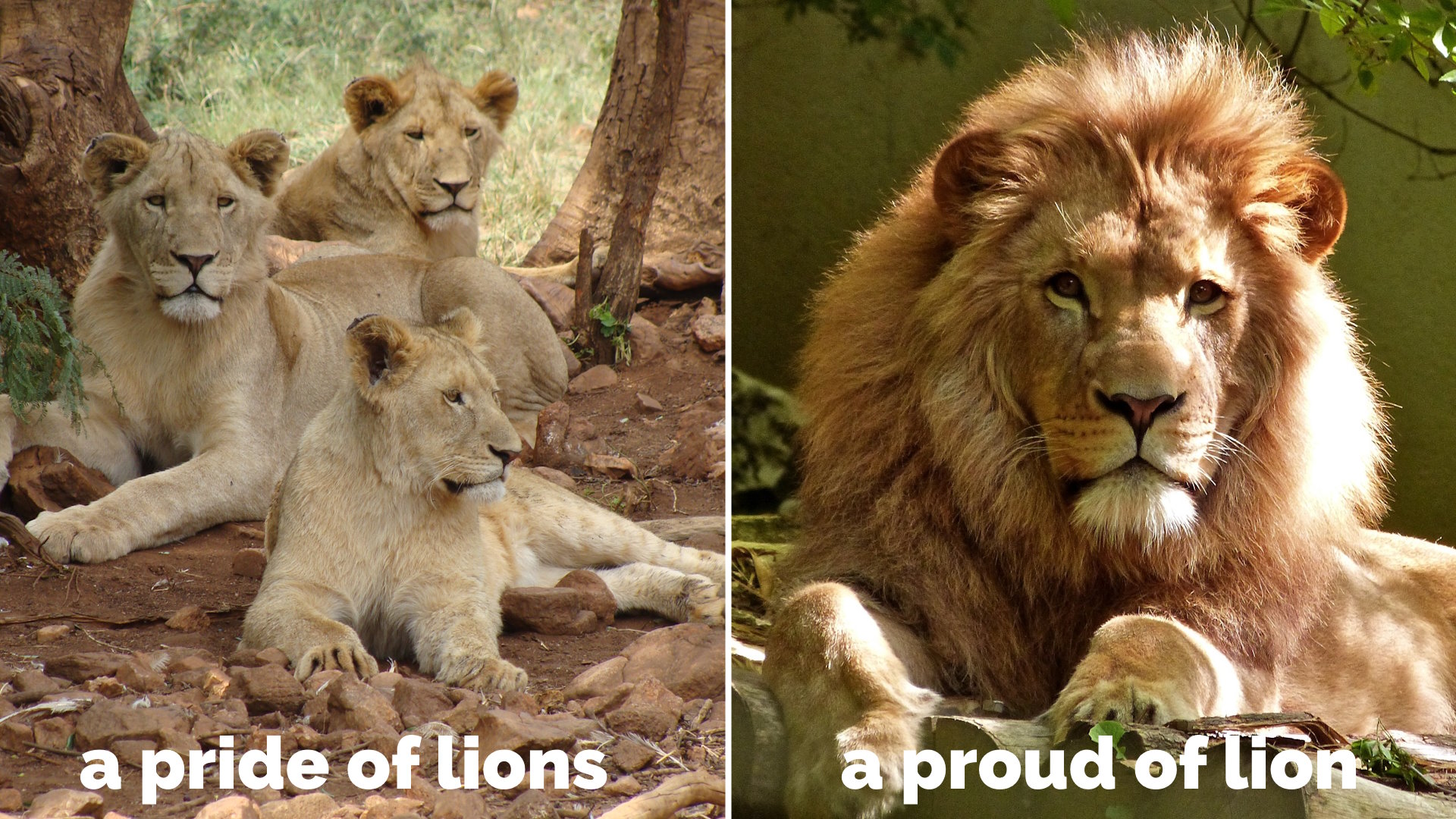 Full image of Captioned photos showing "a PRIDE of LIONS" and "a PROUD of LION".