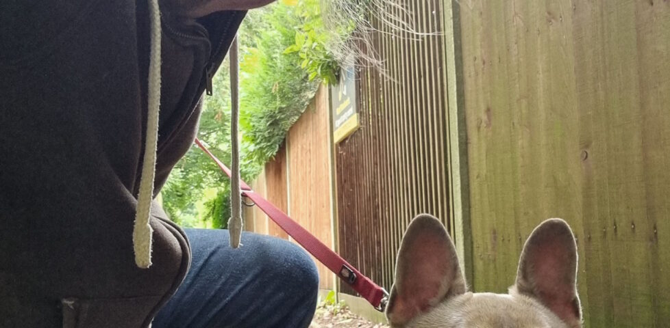 Dan, wearing blue jeans and a grey hoodie, kneels alongside Demmy, a French Bulldog, on a dirt path between a forest and the wooden fences at the edge of some gardens.