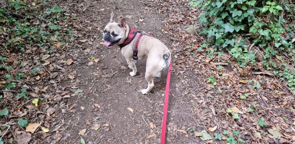 A French Bulldog on a forest path pulls against her lead.