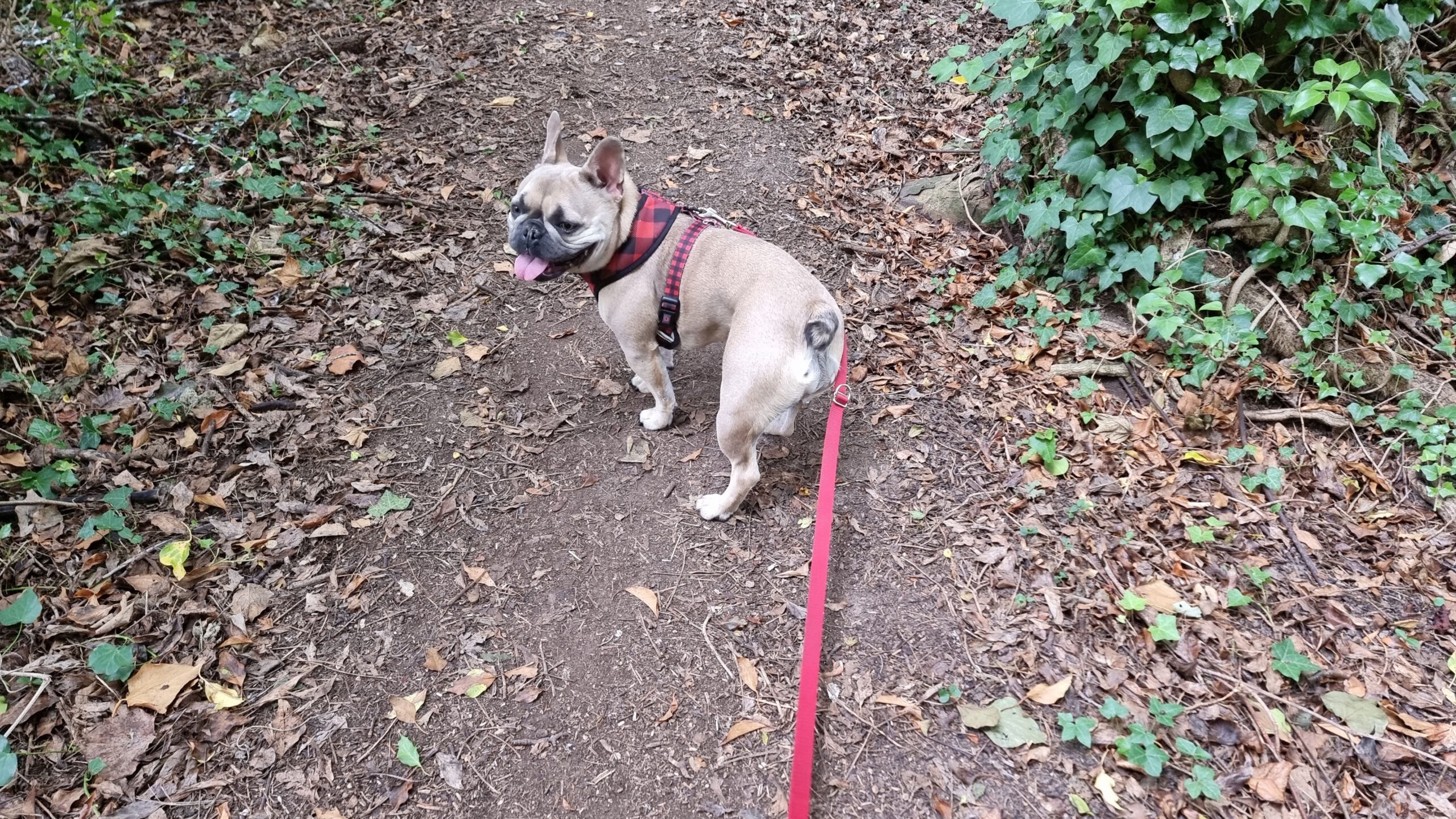 Full image of A French Bulldog on a forest path pulls against her lead.