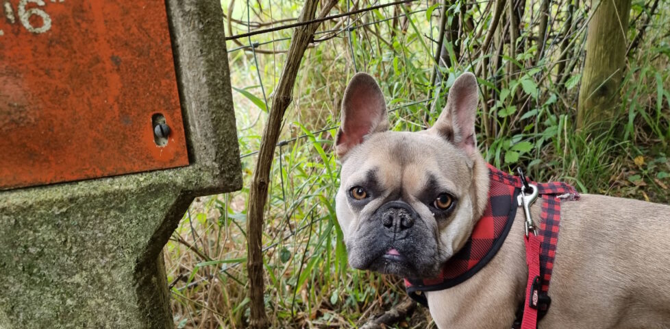 A French Bulldog standing by a rural "gas pipeline" warning sign.