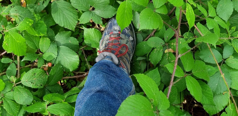 Boot stepping into long bramble undergrowth.