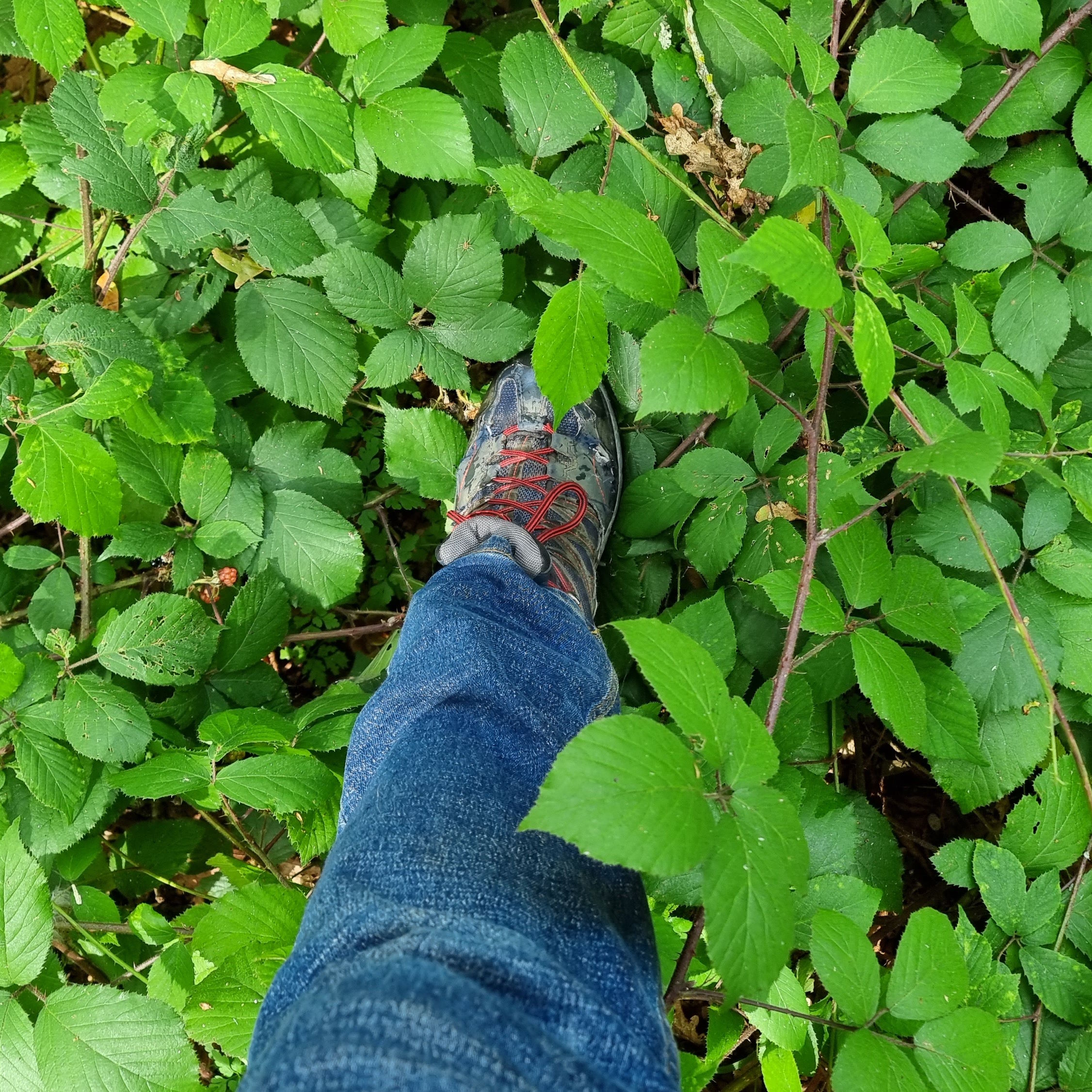 Full image of Boot stepping into long bramble undergrowth.