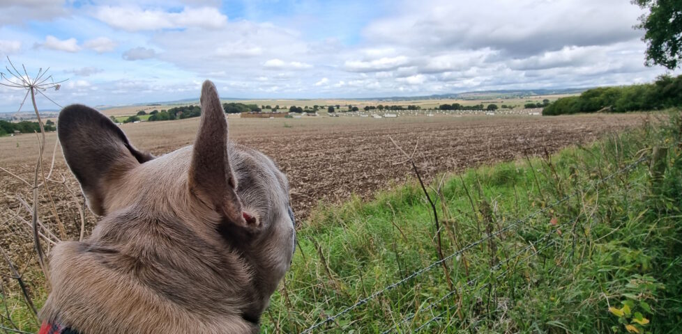 A French Bulldog looks out over a field which contains many pigsties and pigs.