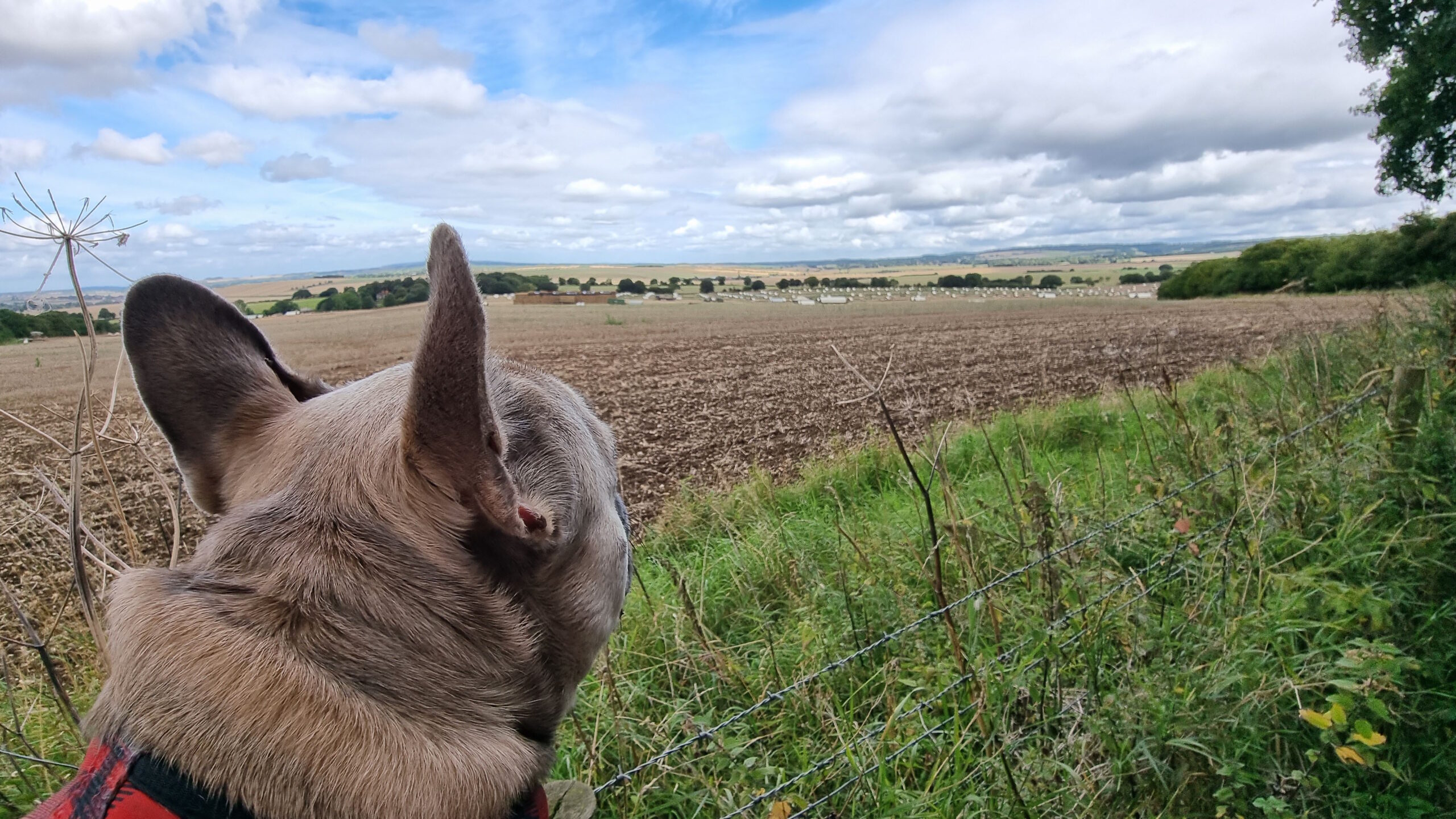 Full image of A French Bulldog looks out over a field which contains many pigsties and pigs.