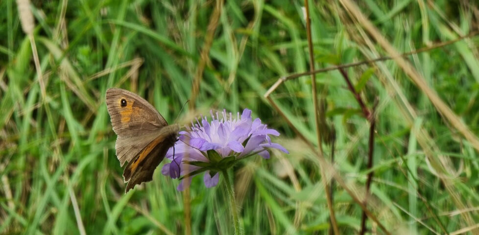Close-up photograph showing a butterfly atop a purple flower in a grassy meadow.