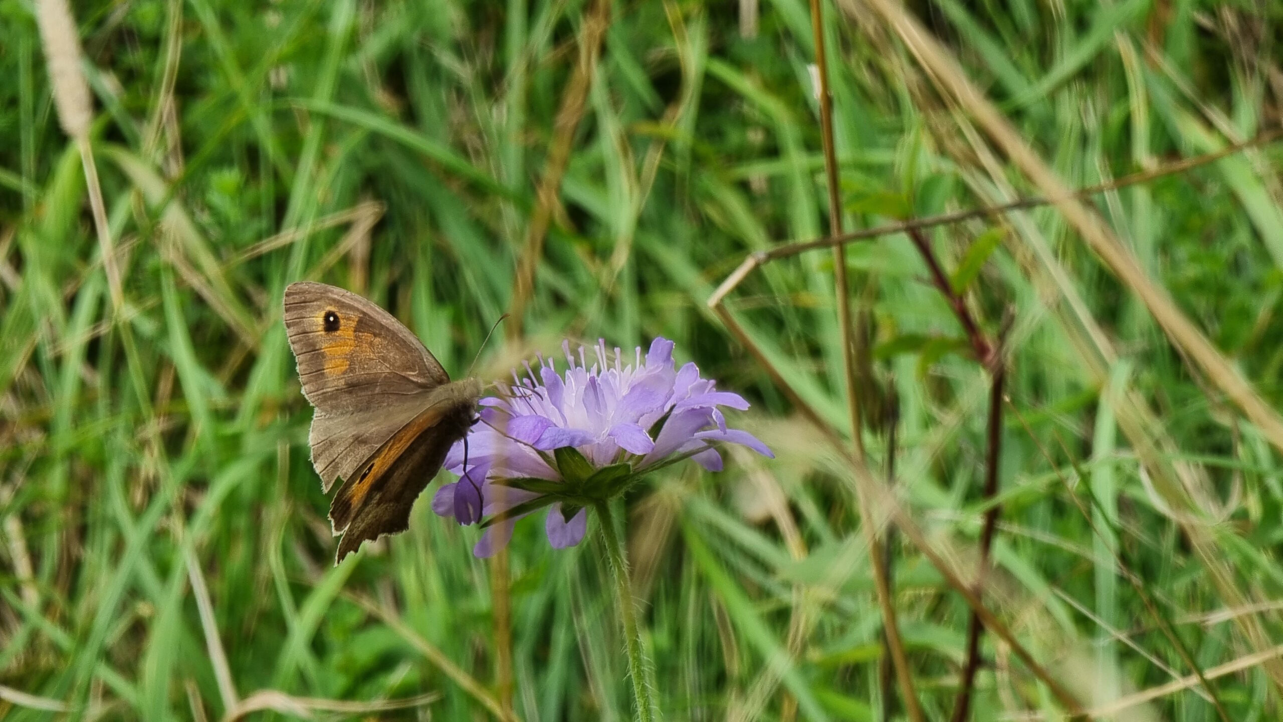 Full image of Close-up photograph showing a butterfly atop a purple flower in a grassy meadow.