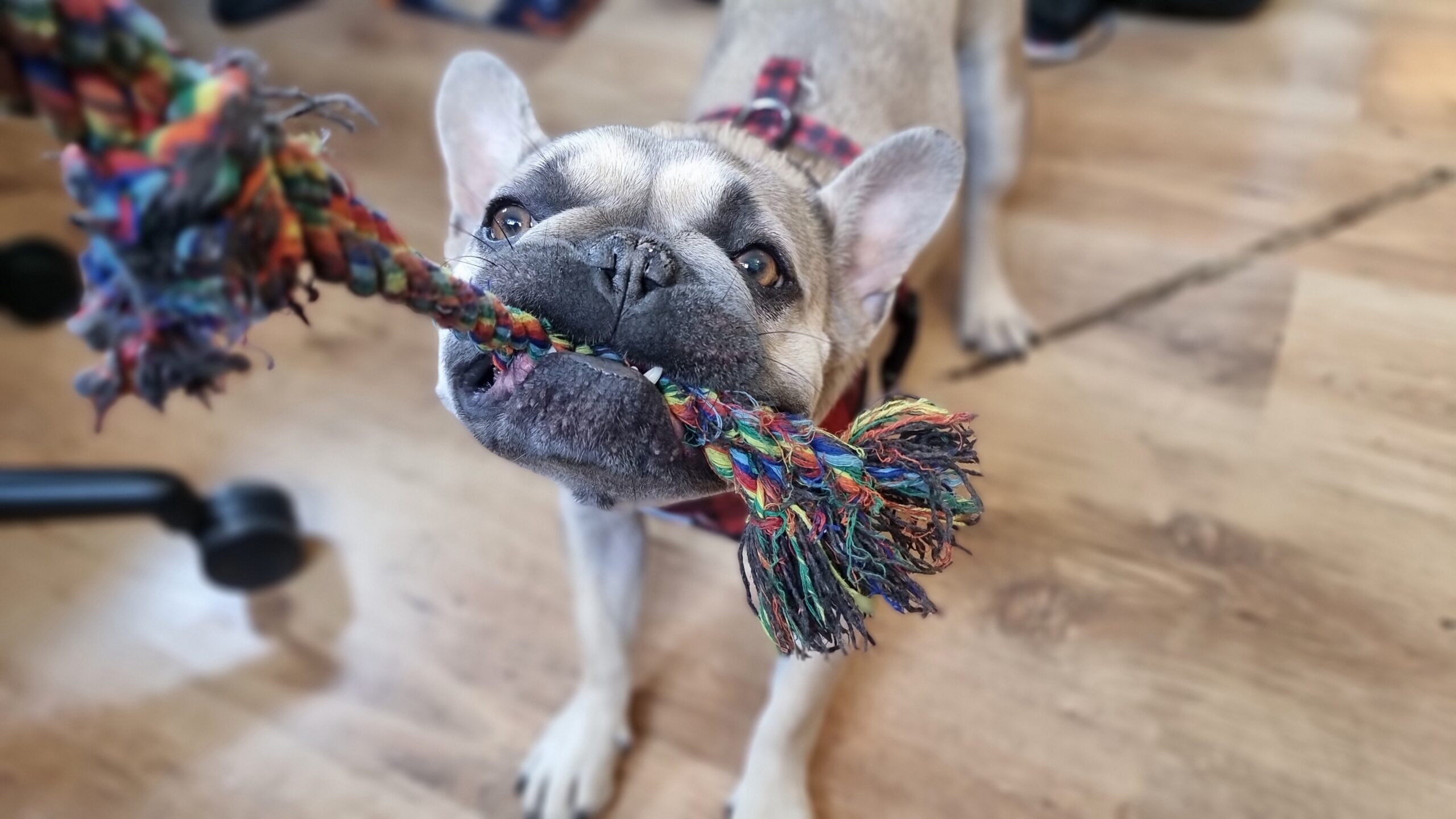 Full image of Photograph of a French Bulldog on a wooden floor playing tug-of-war using a multicoloured plaited rope (the human holding the other end of the rope is behind the camera).