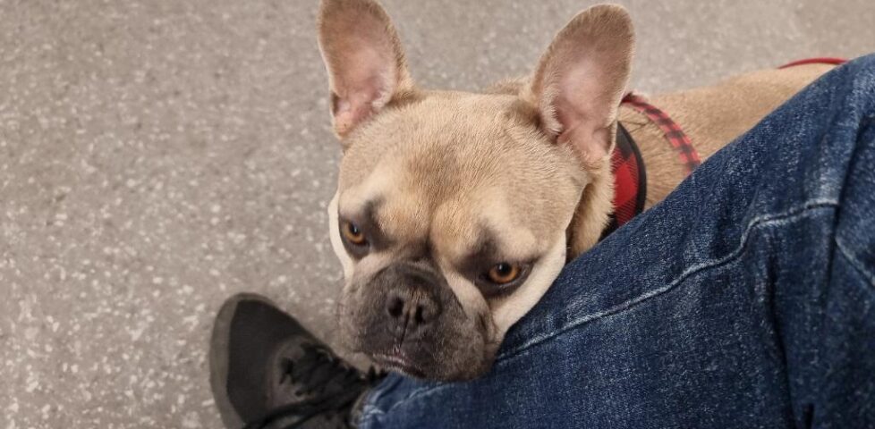 A champagne-coloured French Bulldog snuggles up against a human's leg, wearing blue jeans.