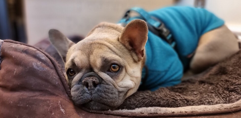 Close-up of a champagne-coloured French Bulldog wearing a teal jumper, lying in a basket and looking towards the camera.