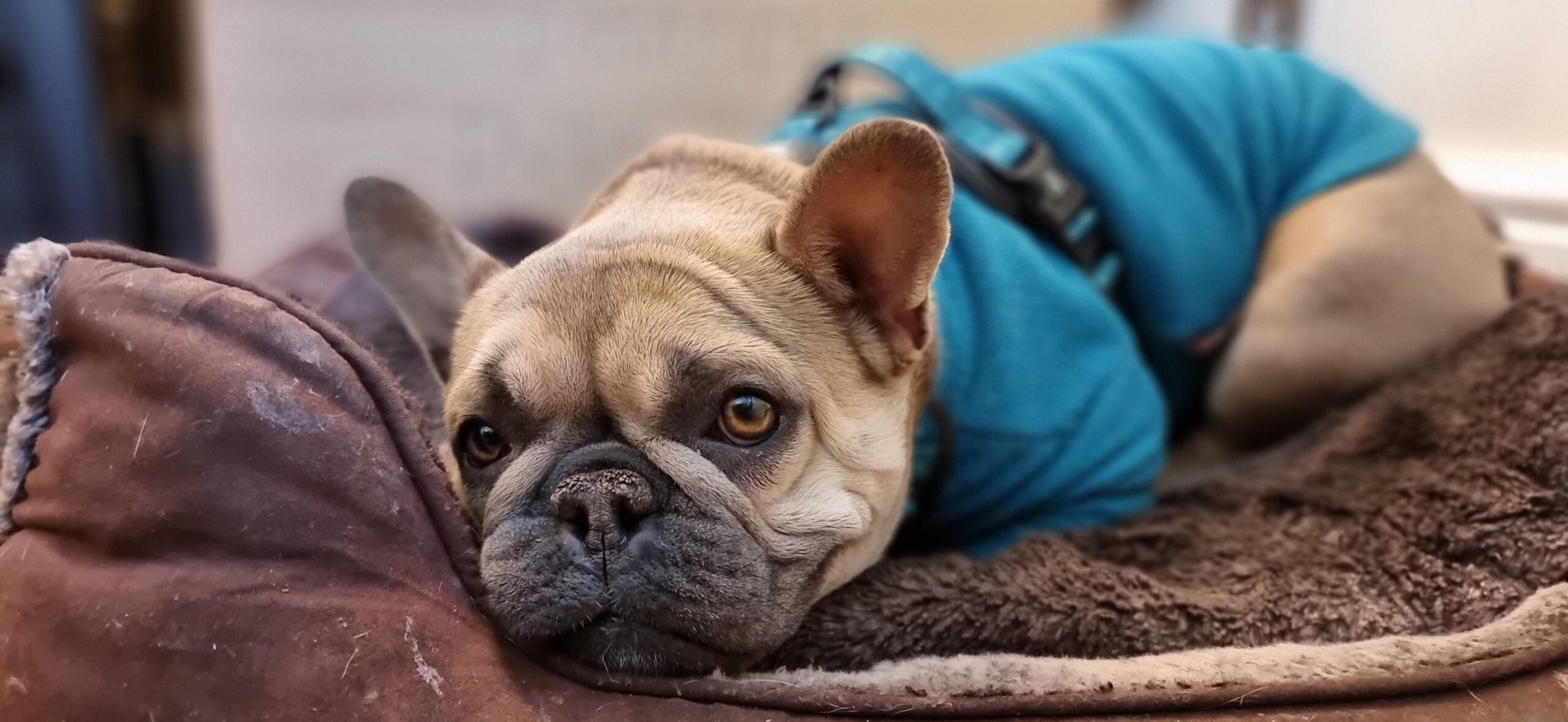 Full image of Close-up of a champagne-coloured French Bulldog wearing a teal jumper, lying in a basket and looking towards the camera.