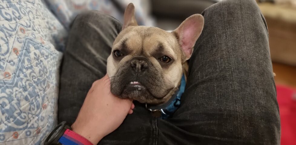 A champagne-coloured French Bulldog with a dark snout, one tooth sticking out from her underbite, nuzzles into Dan's hand as she pops up from between his legs while he lies on the sofa.