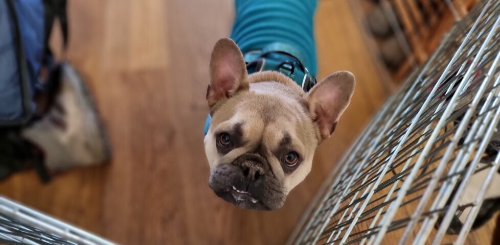 A champagne-coloured French Bulldog looks up from behind a fence, in a hallway.
