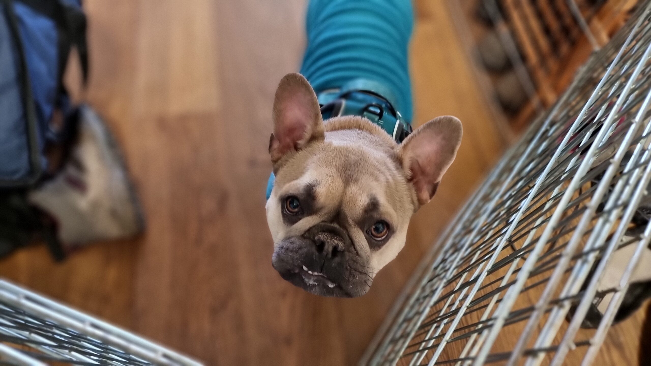 Full image of A champagne-coloured French Bulldog looks up from behind a fence, in a hallway.