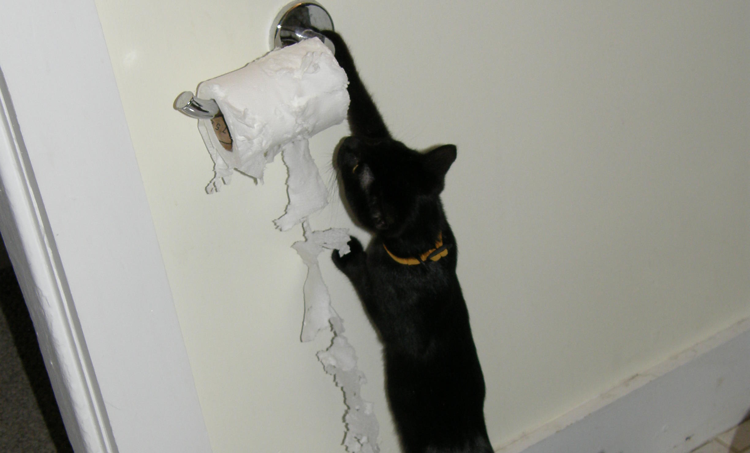 Full image of A hanging toilet roll being shredded by a black cat.
