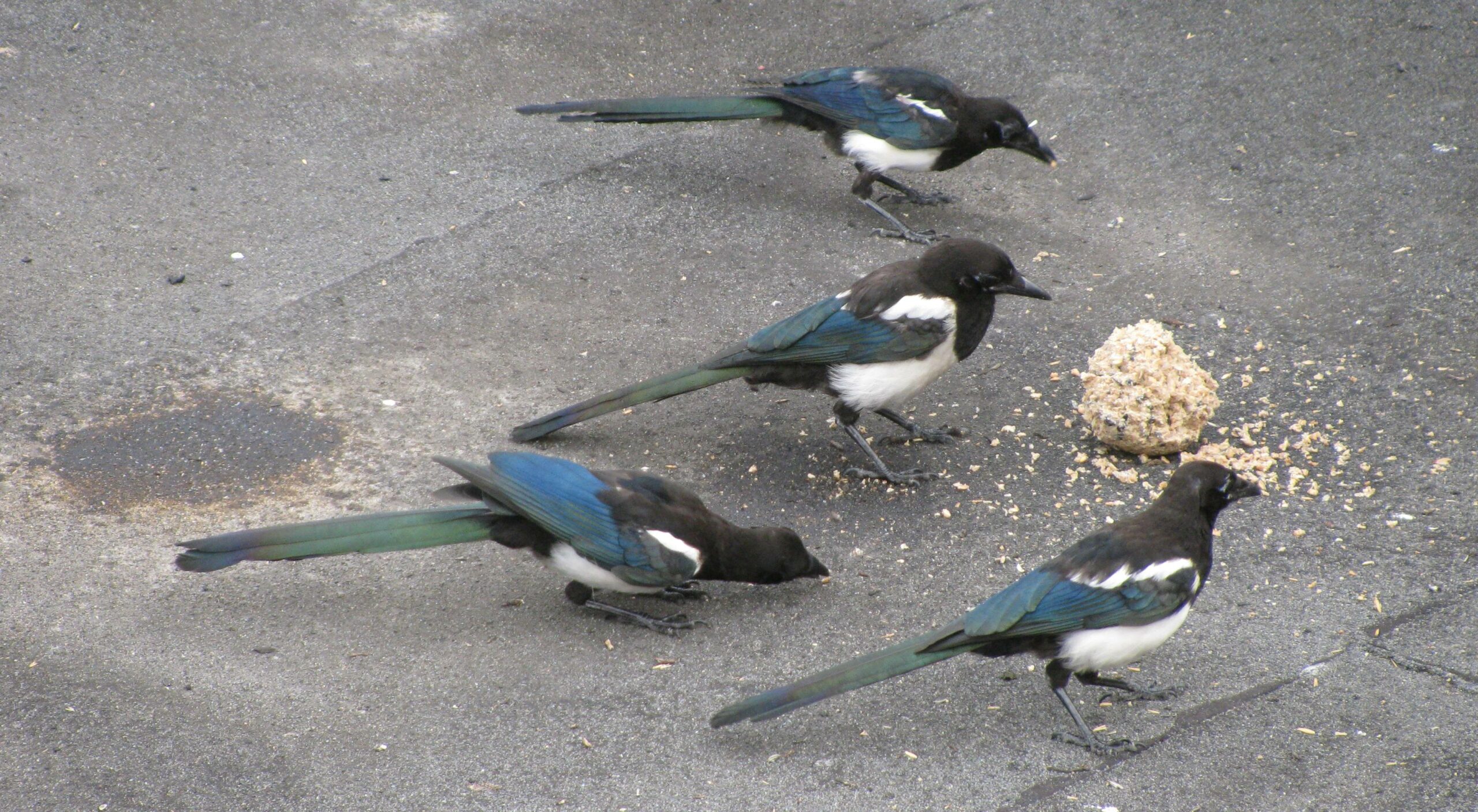 Full image of Four juvenile magpies on a recently-dried concrete surface take turns to peck at a seed/fat ball.
