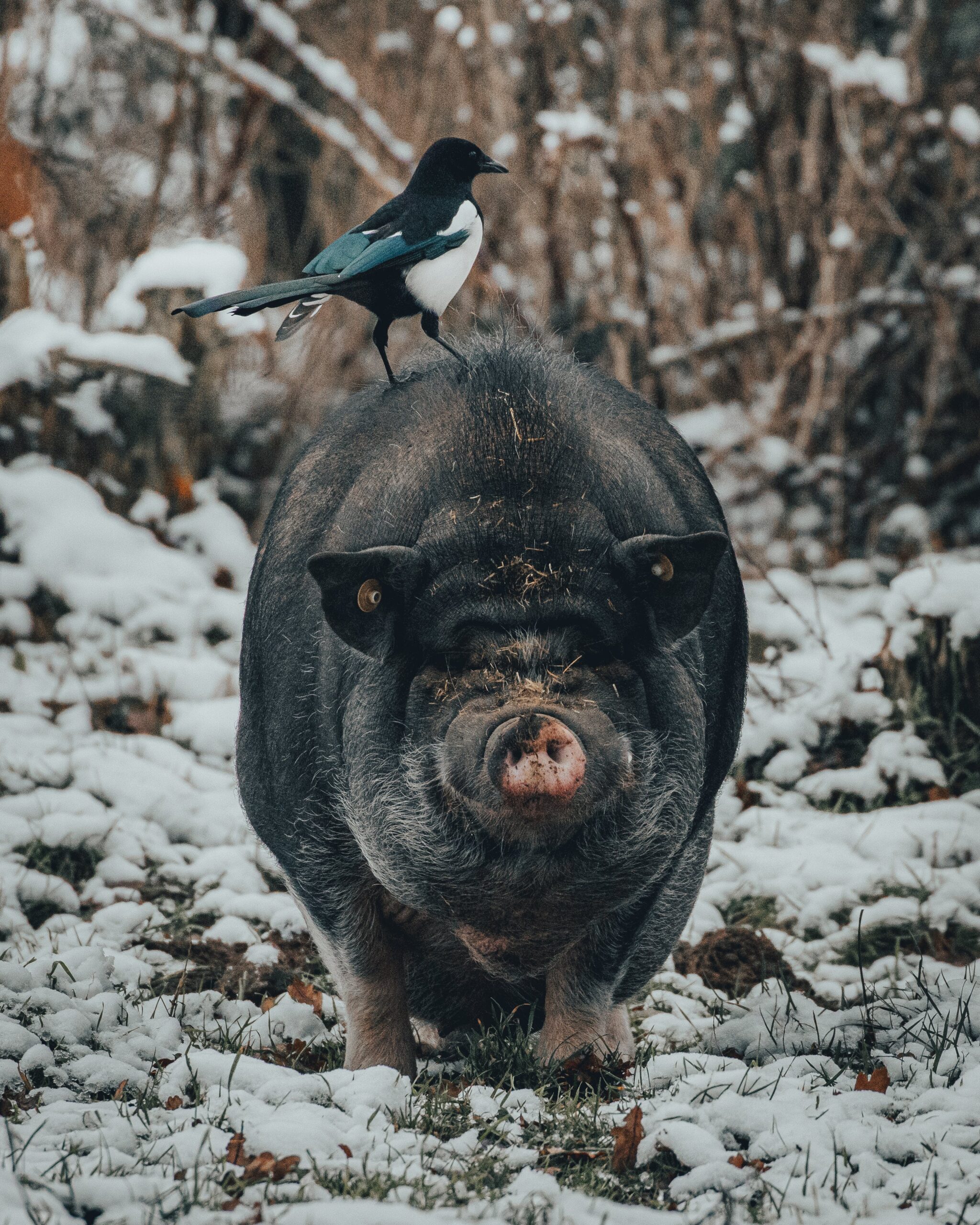 Full image of In a snowy woodland, a common magpie perches atop a black pig as it walks towards the camera.