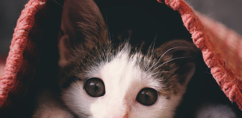 Tabby kitten hiding under a rug.