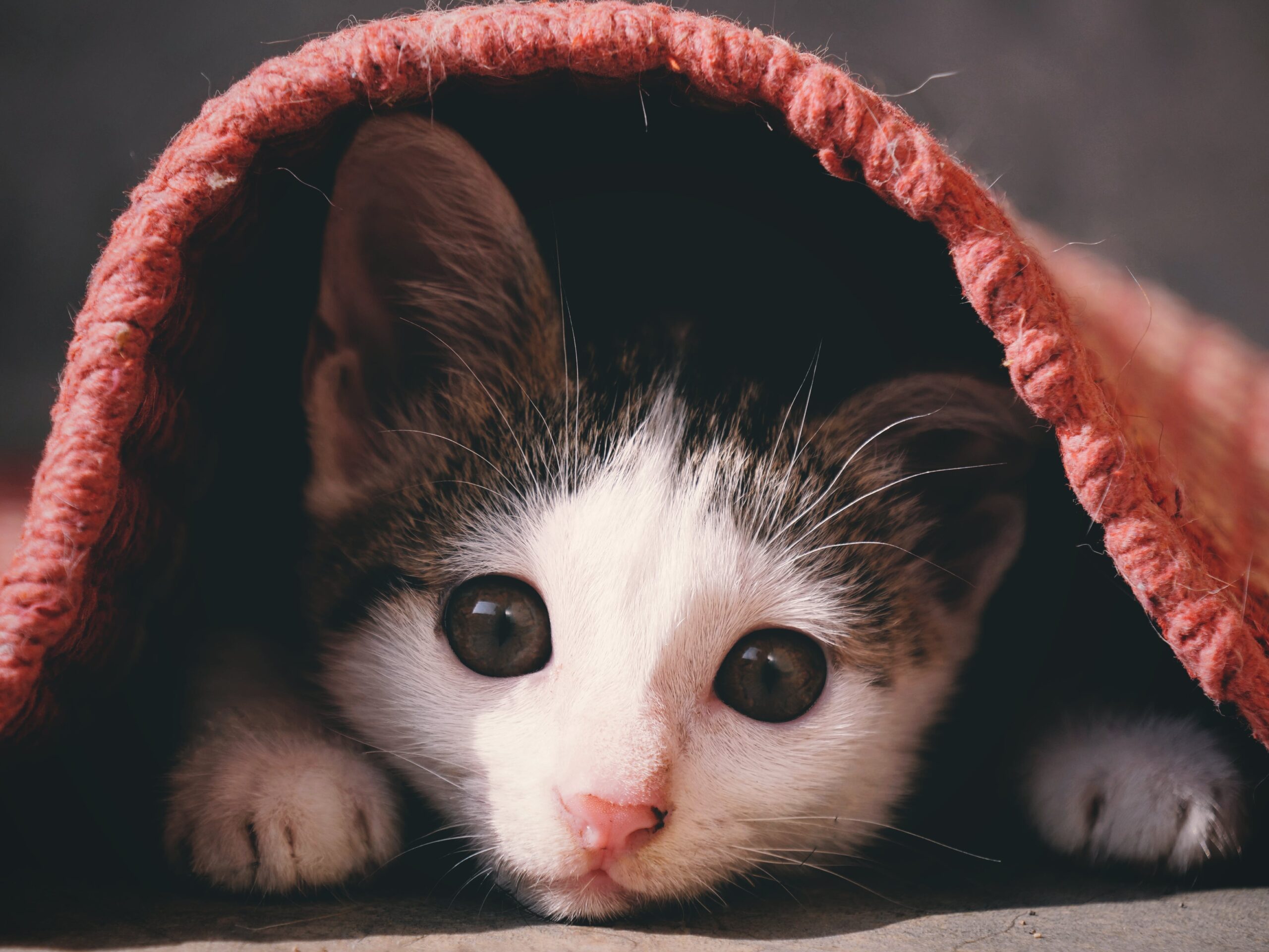 Full image of Tabby kitten hiding under a rug.