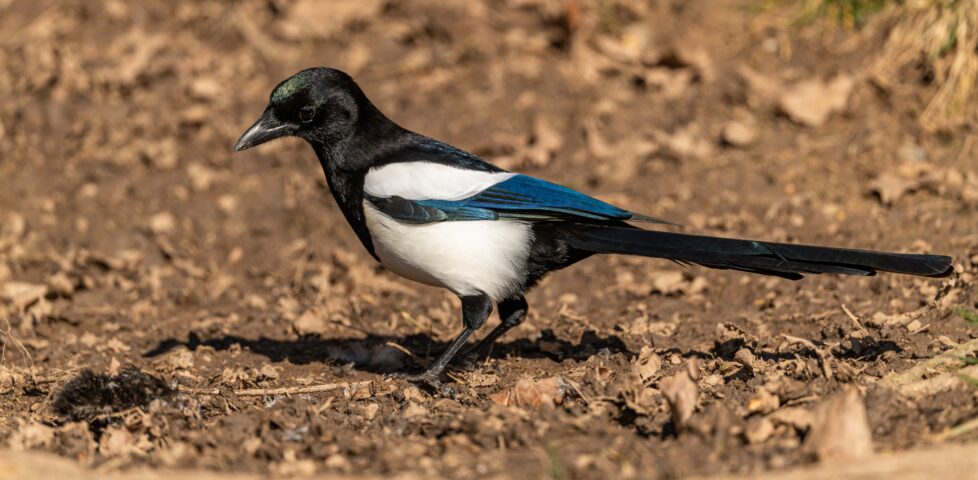 A young magpie on dusty dry ground.