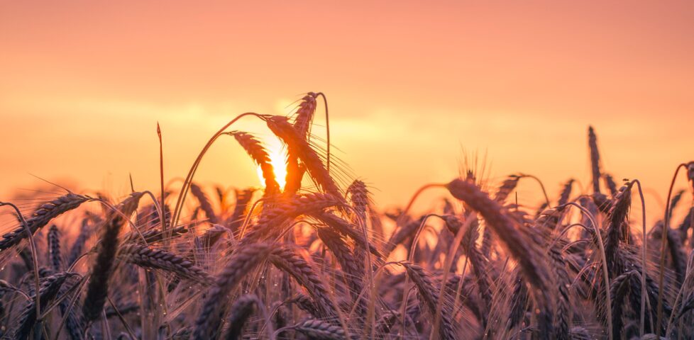 Golden cornfield with setting sun behind.