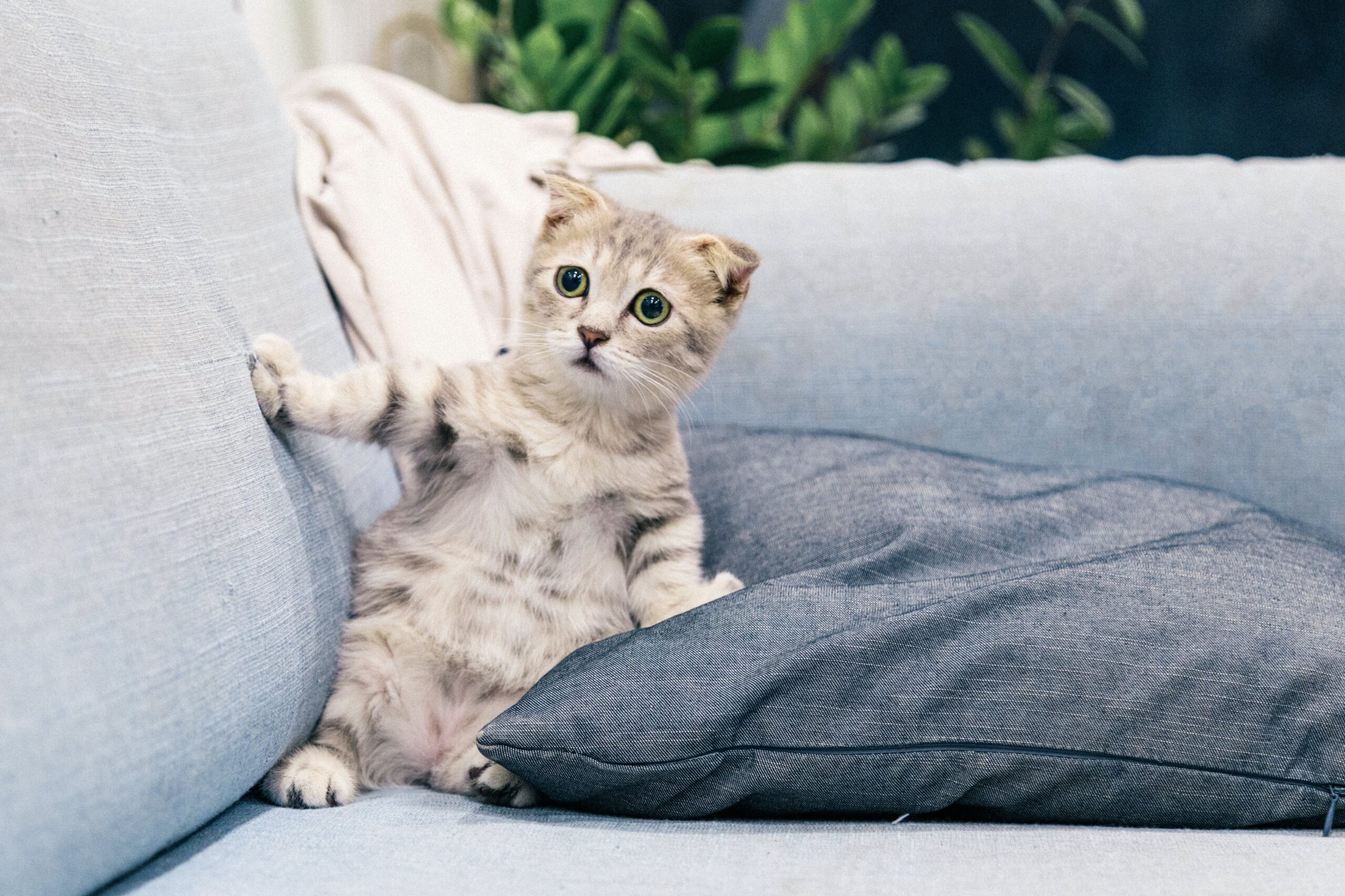Full image of Grey-brown kitten with Scottish Fold-style ears standing semi-upright on a light blue sofa with an expression that, were it on a human, would be described as fearful.