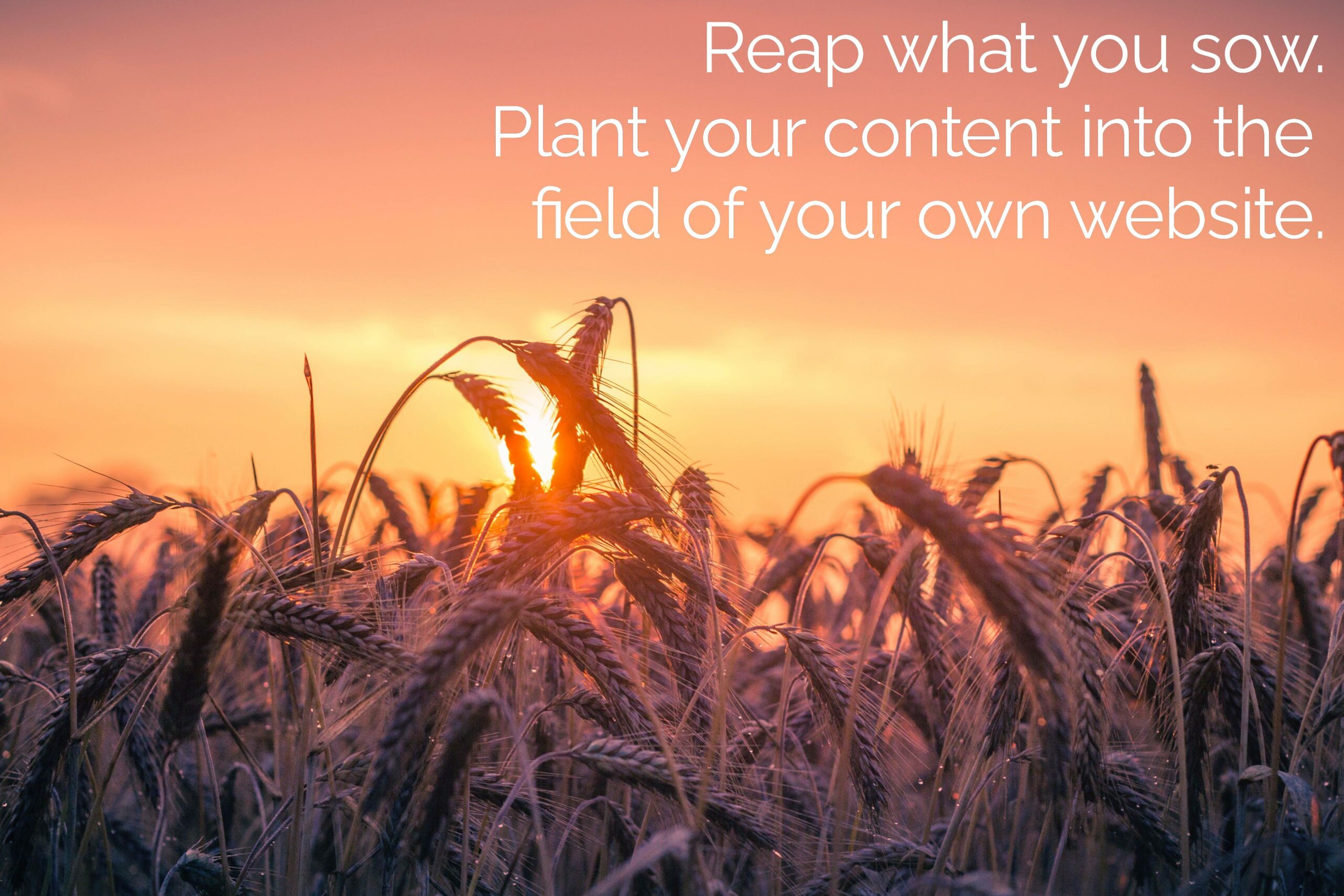 Full image of A golden cornfield with setting sun, superimposed with "Reap what you wow. Plant your content into the field of your own website."