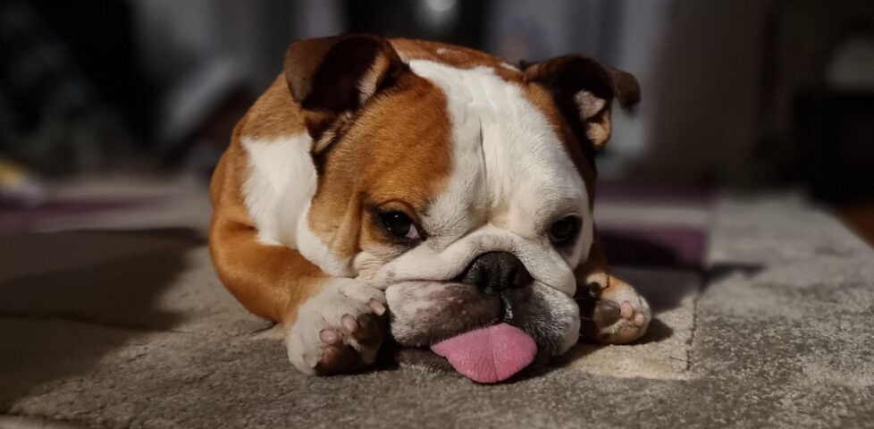 A white-and-brown bulldog lies flat, his tongue sticking out, on a rug.