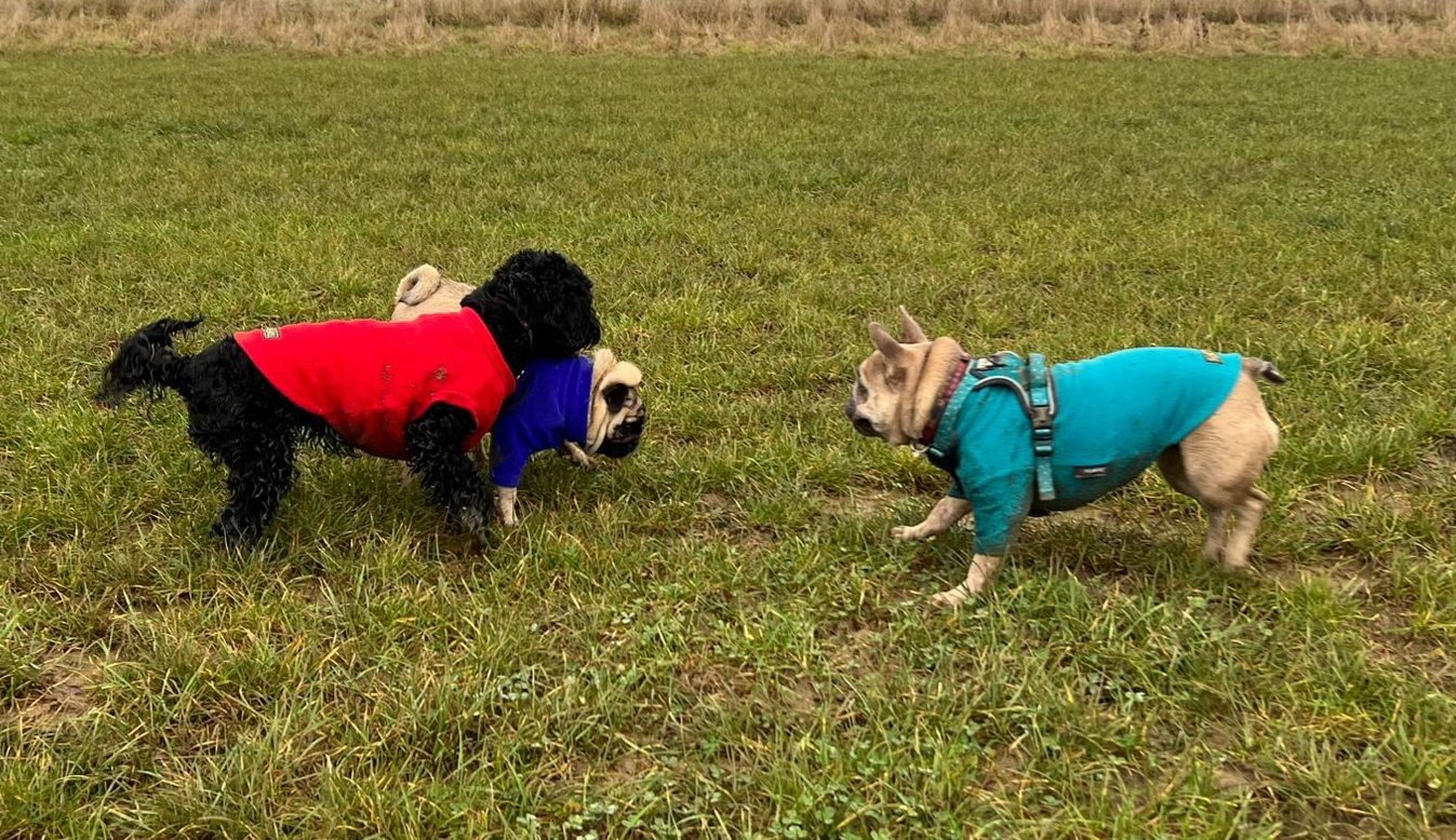 Full image of A trio of small dogs wearing warm jackets meet in a mowed grassy field. They appear excited to have recognised one another.