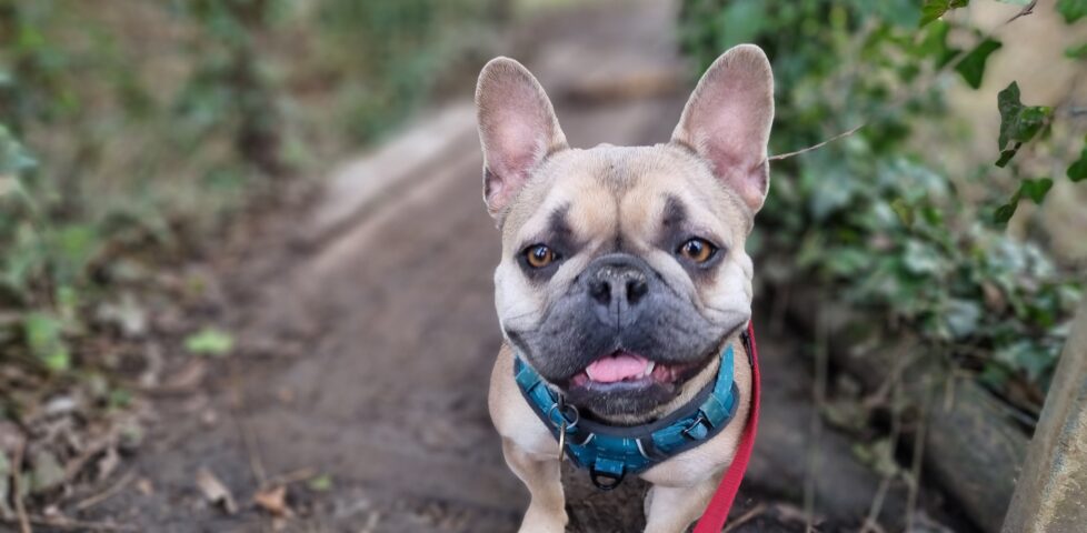 A French Bulldog stands on an ivy-covered muddy wooden footbridge, panting at the camera.