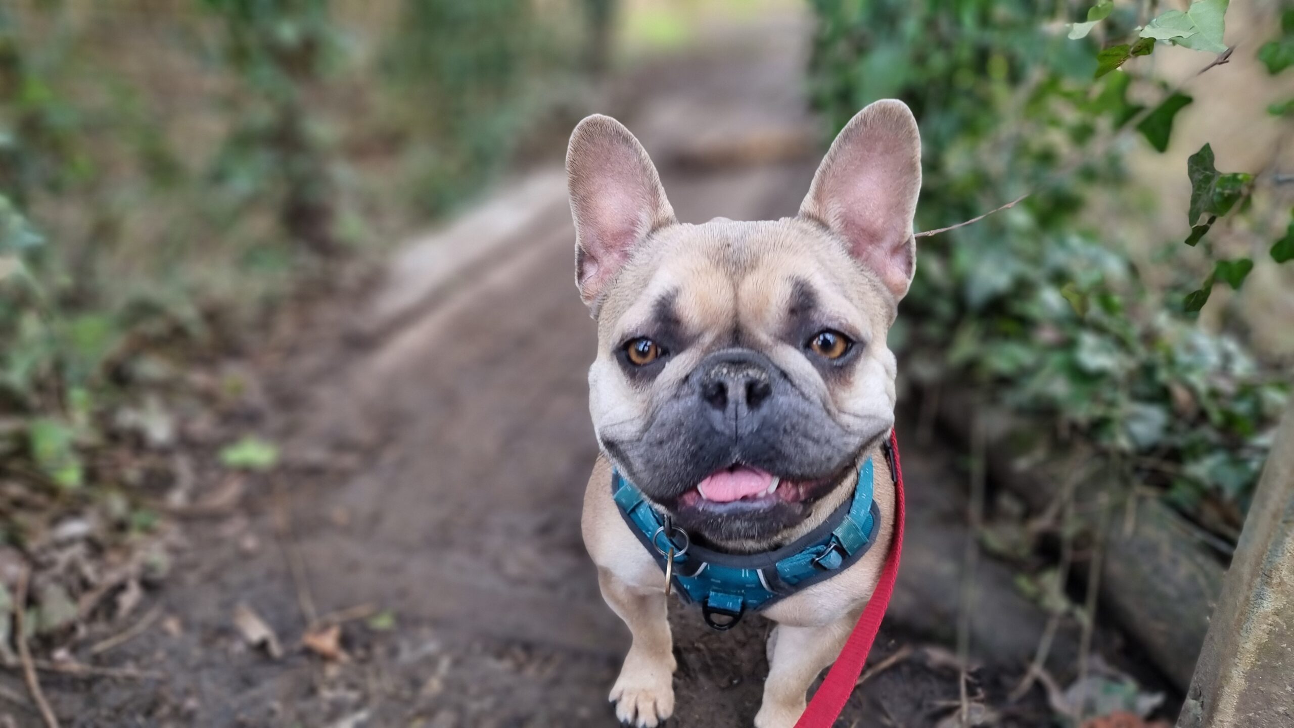 Full image of A French Bulldog stands on an ivy-covered muddy wooden footbridge, panting at the camera.