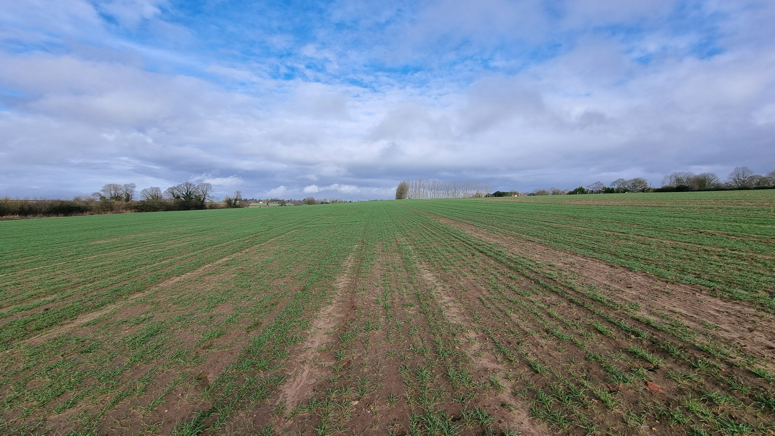 Full image of A field with furrows and wispy clouds above.