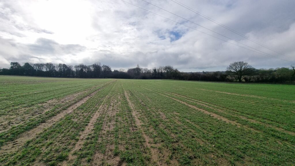 A field with furrows with a tree line in the distance.