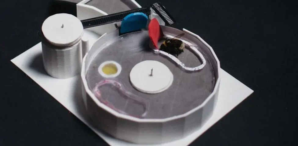 Bee in experimental box