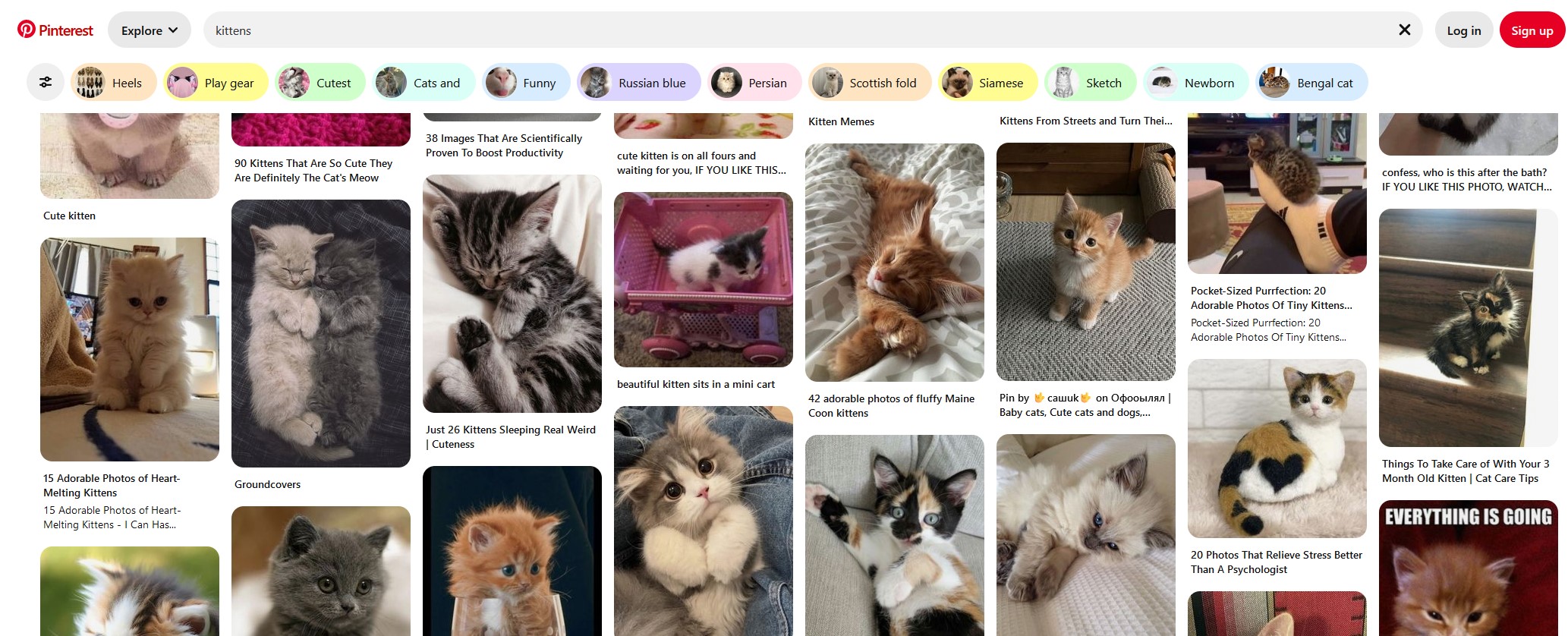 Full image of Screenshot from Pinterest showing many kittens, not logged-in.