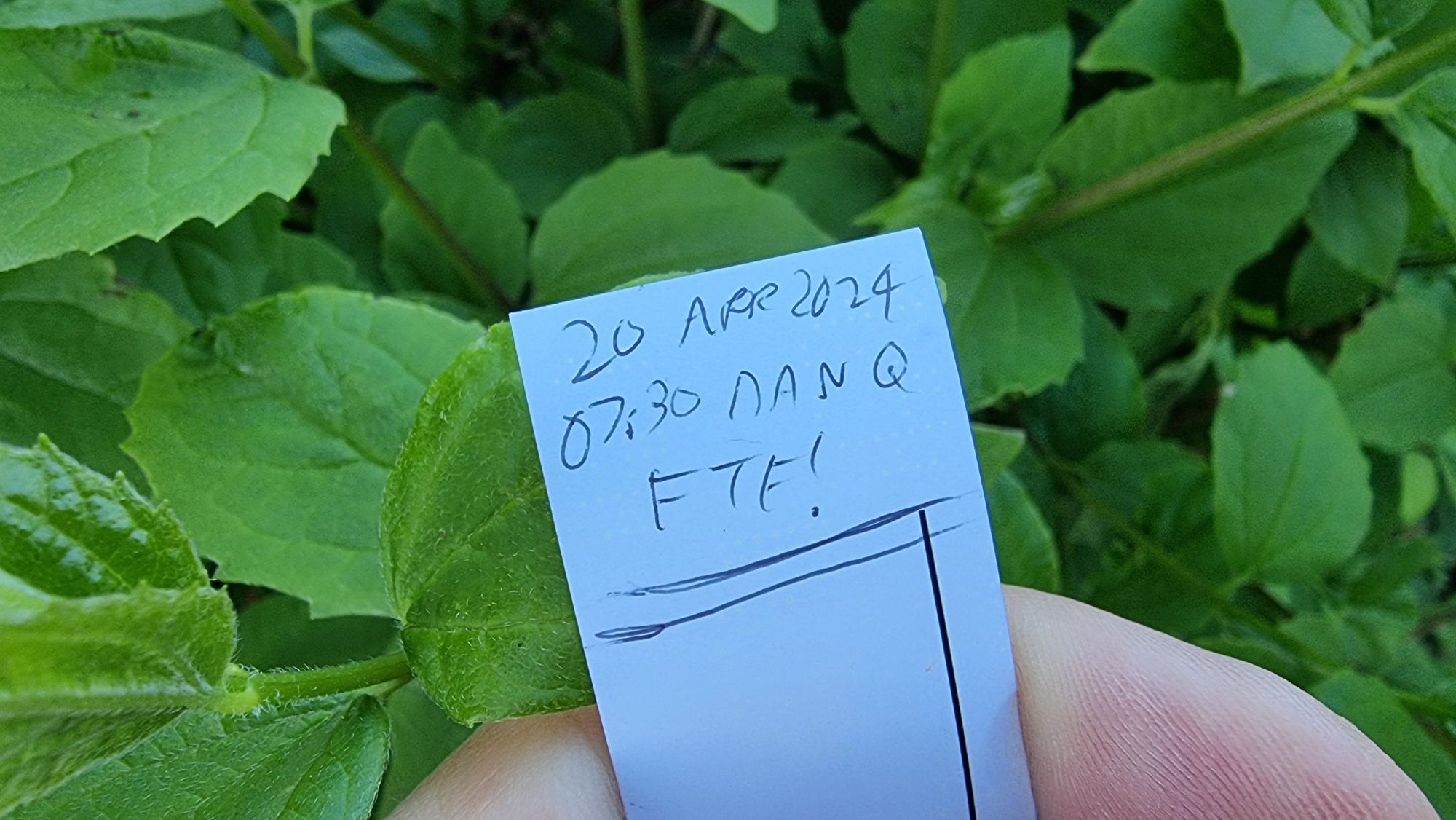Full image of Small geocaching logbook, signed only with "20 Apr 2024 07:30 Dan Q FTF!", against a background of green leaves.