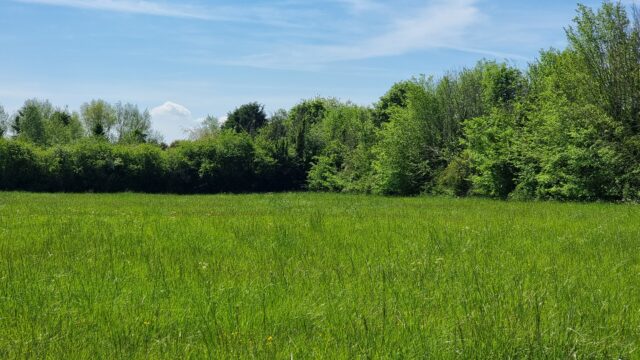 Verdant meadow.