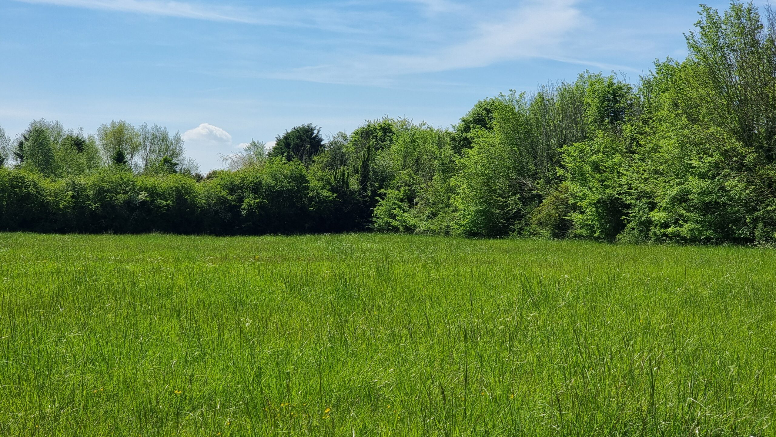 Full image of Verdant meadow.