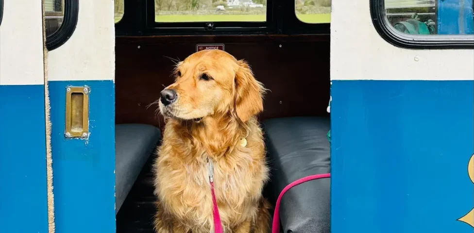 Dog aboard a train at the Ravenglass and Eskdale Railway