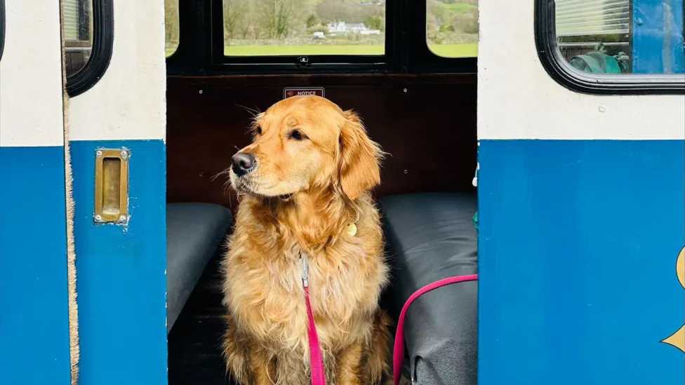 Full image of Dog aboard a train at the Ravenglass and Eskdale Railway