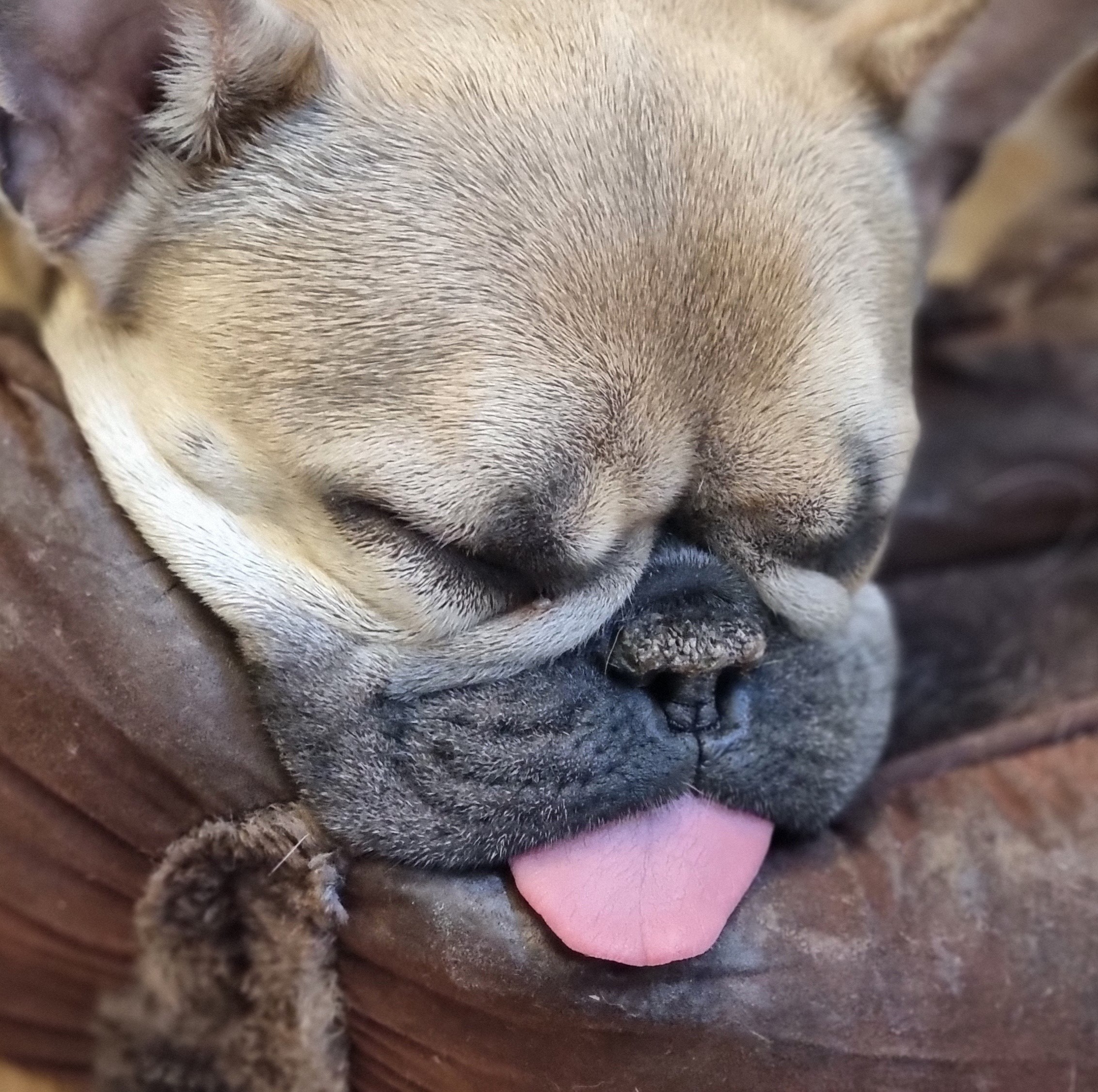 Full image of Sleeping champagne-coloured French Bulldog, her tongue laying out on the cushion of her bed.