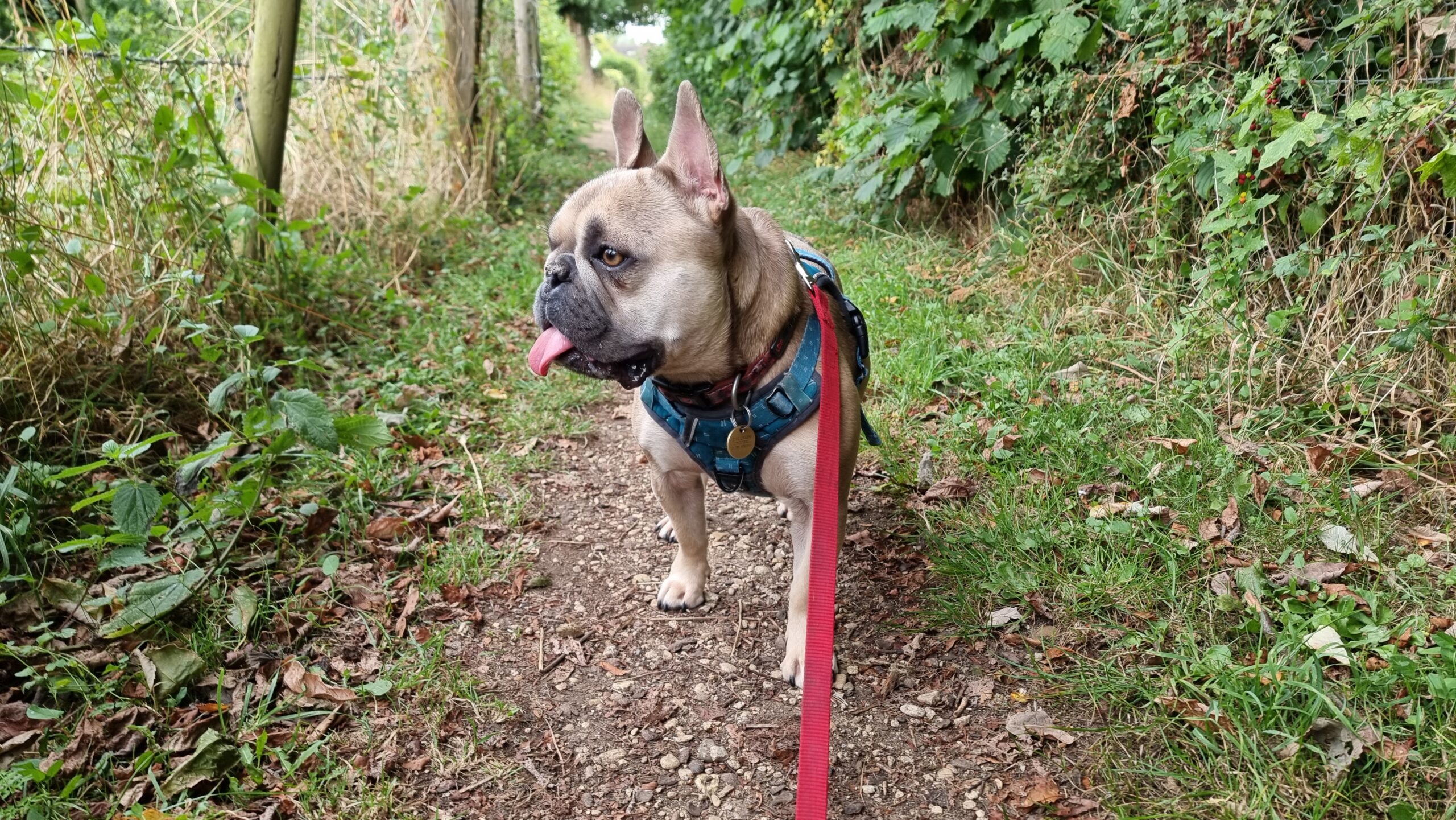 Full image of French Bulldog, outdoors, on a lead, her tongue sticking out.