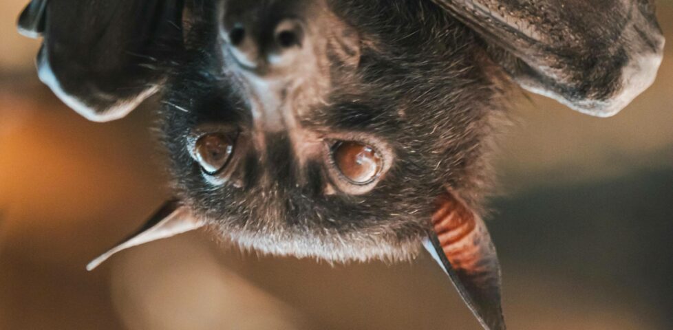 Face of a bat, hanging upside-down.