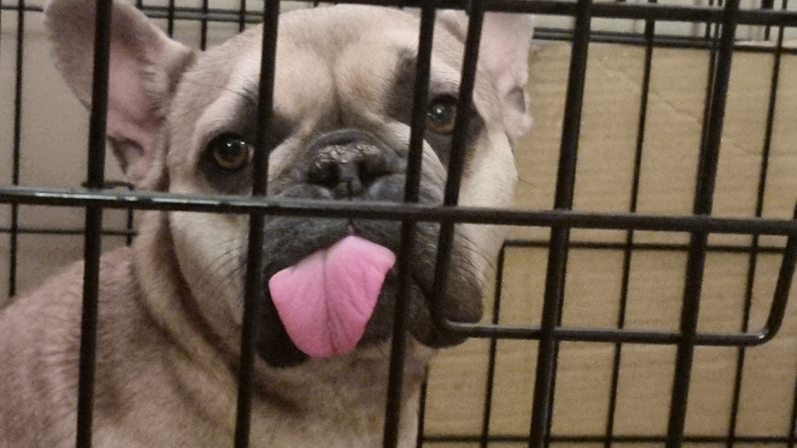 Full image of French Bulldog in her crate with a huge blep.